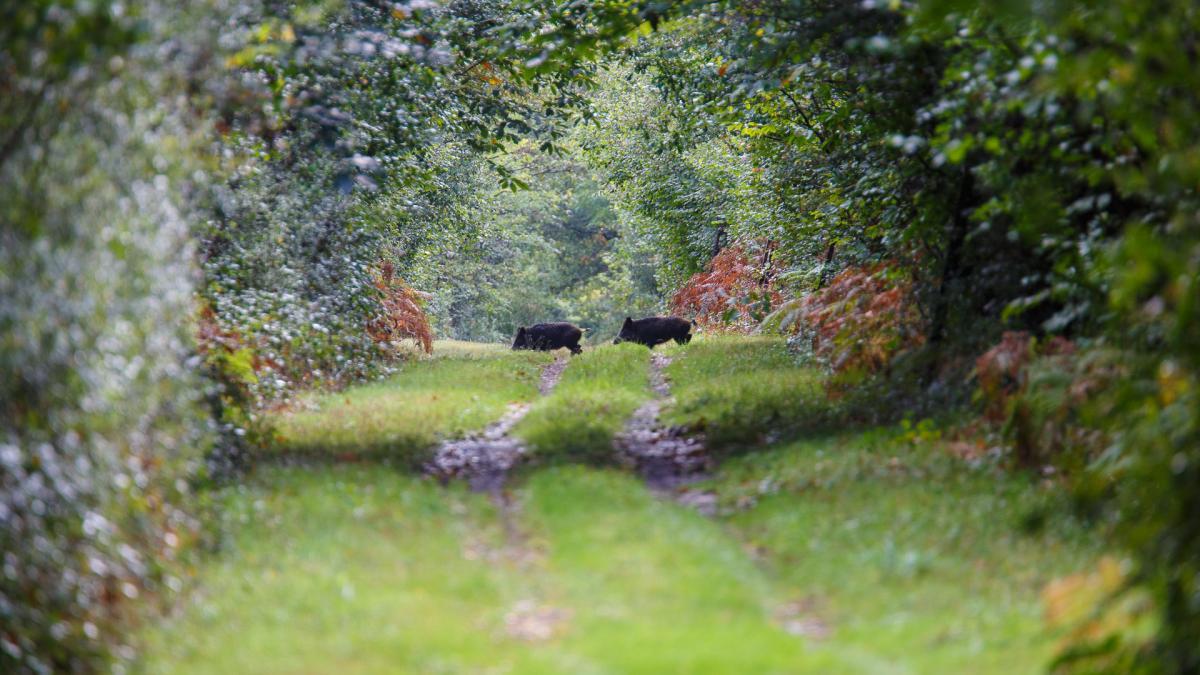 Parc De Launay Bed & Breakfast Louresse-Rochemenier Luaran gambar